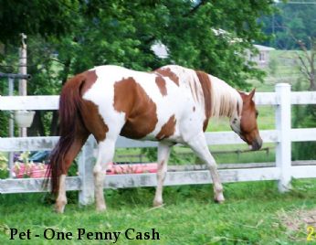 Pet - One Penny Cash
